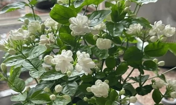 5 loại hoa – cây cảnh cấ//m kỵ trồng trong nhà, kẻo rước v//ận đen và bệ//nh t//ật