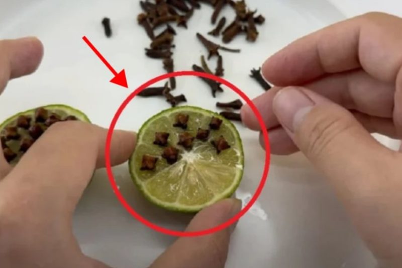 Cắm thứ này vào quả chanh, muỗi bi//ến mất chỉ sau vài phút
