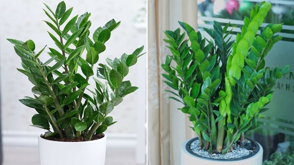 Cây Kim Tiền biểu tượng của sự giàu sang phú quý nhưng đại kỵ với người thuộc 2 mệnh này, cố trồng trong nhà dễ mất lộc