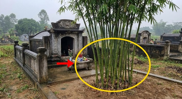 Người xưa dặn: 3 cây không trồng trước mộ, 4 không đặt lên giường