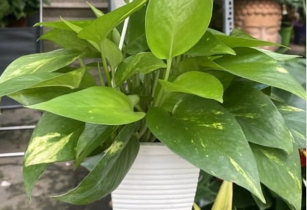 Người Thuộc 3 mệnh này trồng cây Trầu Bà là TIỀN VÀO NHƯ NƯỚC, muốn ngh::èo cũng khó