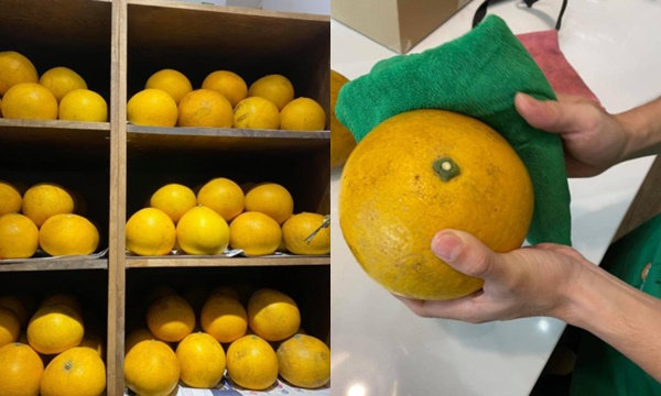 Mách bạn mẹo bảo quản bưởi Diễn để ăn Tết: Làm đúng bước này, bưởi để 2-3 tháng vẫn vàng óng, mọng nước