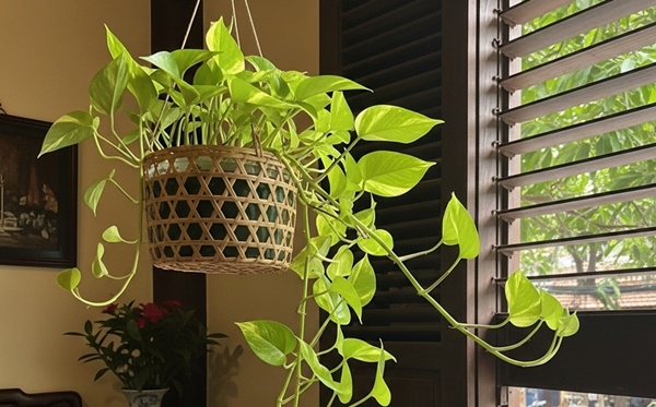 5 Loại Cây Được Ví Là “Thần Giữ Của”: Trồng Đúng Chỗ, Tiền Bạc Tụ Về, Nhà Càng Ở Lâu Càng Có Lộc
